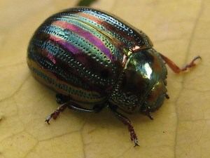 Chrysolina americana - Alchetron, The Free Social Encyclopedia