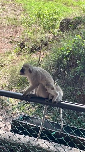 Poor Sick Monkey At The Zoo Is Really Coughing And Sneezing Very Bad Quick Recovery 🐵