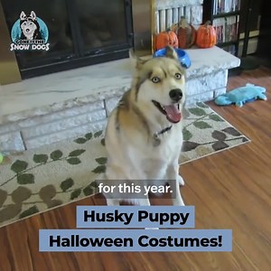 13K views · 1.6K reactions | Husky Puppy Halloween Costume | Gone to the Snow Dogs | Facebook