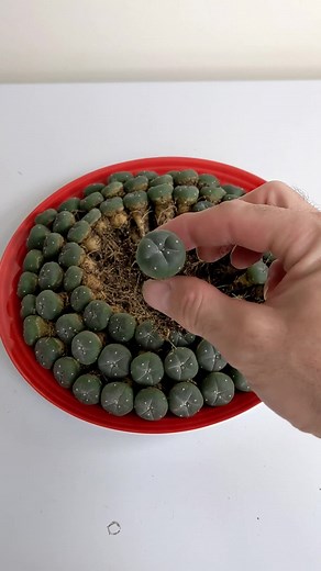 Peyote Cactus Transplanting Guide