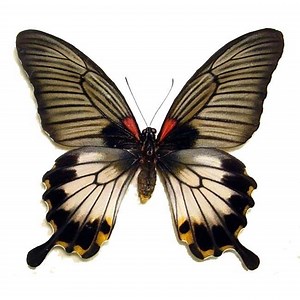 Papilio lowi - Alchetron, The Free Social Encyclopedia