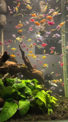 #aquarium #aquascapegallery #aquariumfish #colorfulfish #fish #glofish #petfish