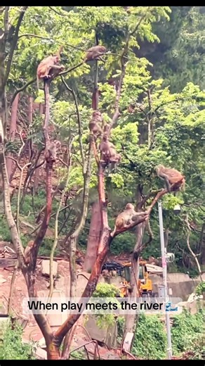 Macaque Playtime: Thrilling Water Leaps and Social Bonds
