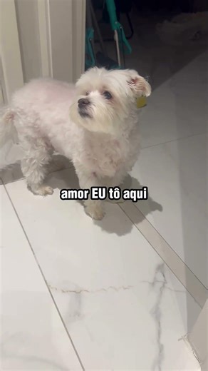 Guiado pela voz: cãozinho cego faz festa ao ouvir a dona chegando em casa! 🐶🥰
