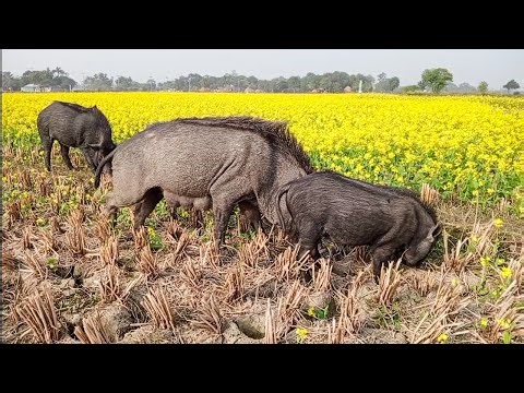 Peaceful Pony Pig Herding Moments Surrounded by Pure Nature and Village Beauty