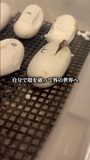 コーンスネーク孵化 #ヘビ #cornsnake #snake #爬虫類 #reptiles