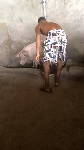 Dealing with the protective side of nursing pigs can be quite difficult #pigfarming | Akudinulo Farms