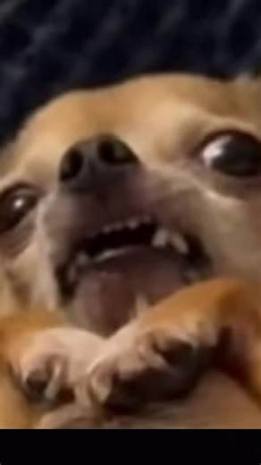 Videos de TEAM negro (@peppa7malcolm1) con “original sound - Gog”