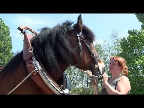 Trait du Nord Part 4 (Formation du travail du cheval au cordeau à Institut De Genech)