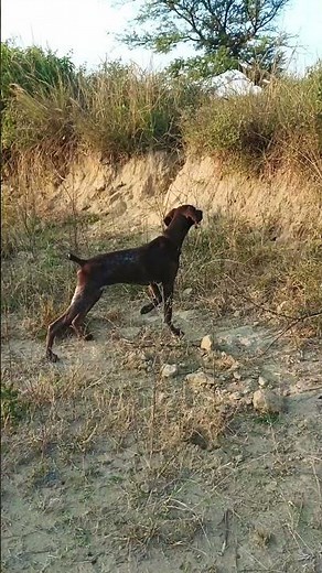 My German shorthaired Pointer Ruger 7 months old