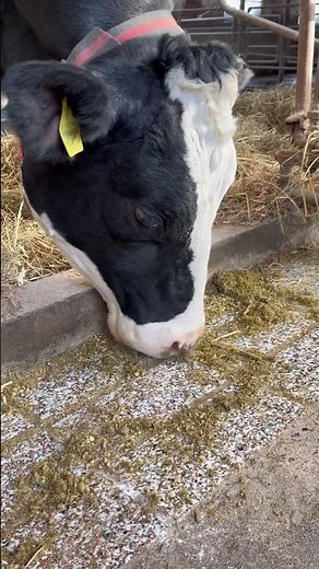 分娩前、分娩が近づくにつれ増やしていく搾乳牛の餌。効率的なエネルギーの充足とルーメン内微生物の安定を重要視、泌乳しはじめた時のエネルギー不足を少しでも軽減するための腹慣らし。
