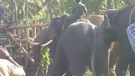 Rogue Elephant that killed nine people is finally captured