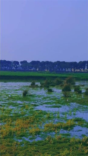 Village Life Calmness 🌿 | Peaceful Nature