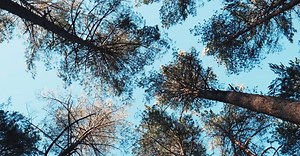 Video by Nature       Feels on Pexels