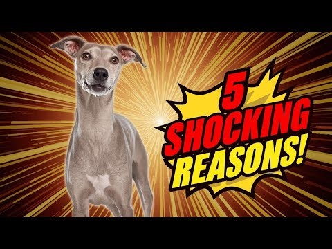 5 Shocking Reasons You NEED a Whippet in 2025! 🐶⚡ (The Speedy Best Friend)