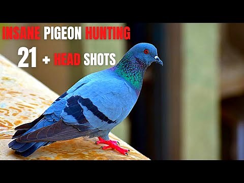 Air gun hunting - feral pigeons ( vulcan 2 )
