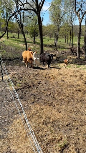 The crew was not to sure about Darla 🥴 #thebigboss #rufusthebull #rhondathebrahma ￼￼#babyramona