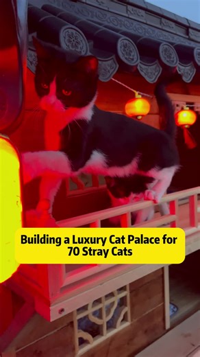 Building a Luxury Cat Palace for 70 Stray Cats