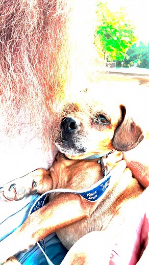 226K views · 24K reactions | The noises of Minion #Narrowayhomestead #theoneandonlyminion #noises #funnynoises #dognoises | Nate Petroski | Facebook