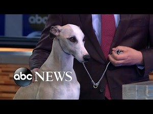 Meet the dog who took top prize at American Kennel Club championship