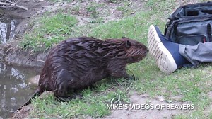 403K views · 10K reactions | My Buddy, Edgar, also sat at the beaver pond almost every day. In this video, you see two beavers acting as if Edgar isn’t even there. He is just part of their habitat.  However, in the second clip it looks like the smell of Edgar’s shoes made a beaver stagger. 藍藍藍 #beavers #funnyanimals | Mike’s photos and videos of beavers | Facebook