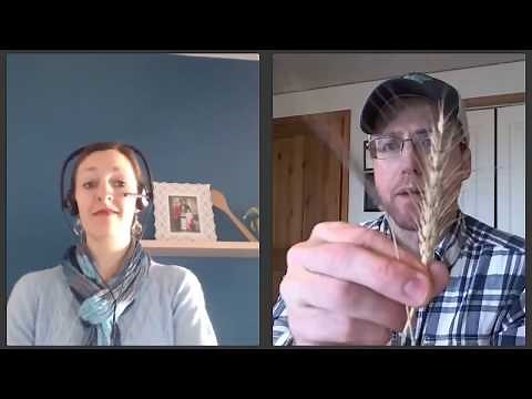 Einkorn Wheat vs. Modern Wheat from a Farmer Growing Einkorn