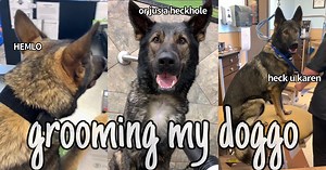 1M views · 864 reactions | Jade has a spaw da ✂️✨ - throwback to one of my favourite vids! hope all our new fans enjoy and that our long time fans don't mind the reruns ❤️ | Jade the Sable GSD | Facebook