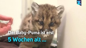 Dieser kleine Baby-Puma verlor seine Mutter bei einem Erdrutsch 😦 | wetter.com
