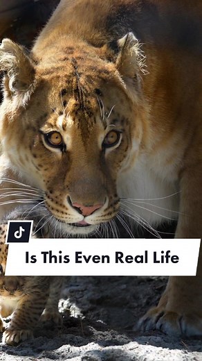 Meet the Liger: The Majestic Hybrid of a Lion and a Tiger