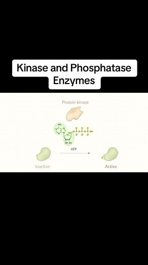 Kinase and phosphatase enzymes #kinase #phosphatase #enzyme #cellcommunication #signaltransport
