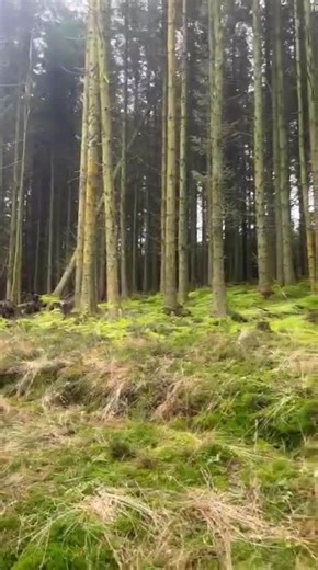 #fyp #thairidgeback #trd #viral #dog