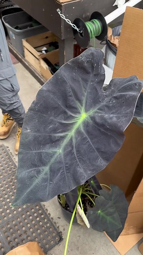 Nuevas plantas tropicales en nuestro vivero