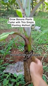 Grow Banana Plants Faster with This Simple Planting Metode #banana #garden