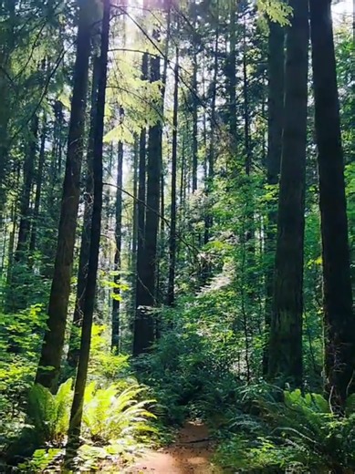 for a moment, the forest felt like a cathedral of light #pacificnorthwest #naturevibes #foresttherapy #pnwforest #thosewanderingstars