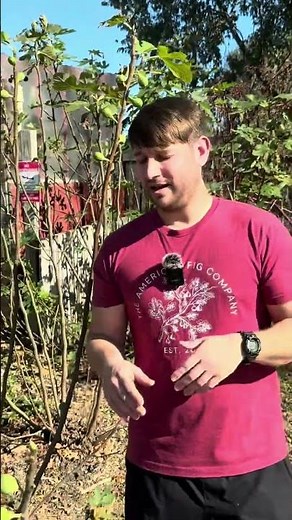 How to Grow Figs in Freezing Climates (Zone 5 Gardening Hacks!) 🌱❄️