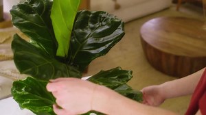 Seagrape Plant | Coastal Landscape Shrub | Ships in 10-inch Grower Pot | 16–18 Inches Tall | Full Sun | Salt-tolerant Native Plant - Etsy