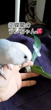 2026年9/3根がない胡蝶蘭💙 #ういチャンネル#コザクラインコ #lovebirds #胡蝶蘭#shorts