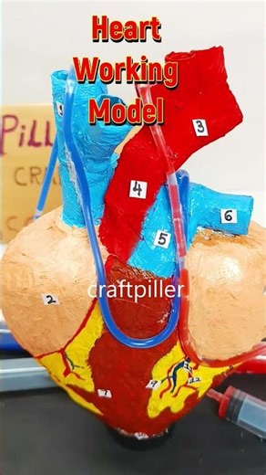 heart working model 3d for science project exhibition - diy - craftpiller