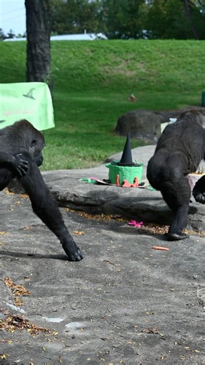 A 🩷wicked💚 happy 29th birthday to Moka the gorilla! The troop celebrated with a party full of enrichment and treats fit for the Emerald City! They had potato cakes with berries, brooms with bamboo and lettuce, lots of streamers, a yellow brick road, and presents full of more tasty snacks. Our animal care and dietary team made Oz proud and defied gravity with the effort they put in. | Pittsburgh Zoo & Aquarium
