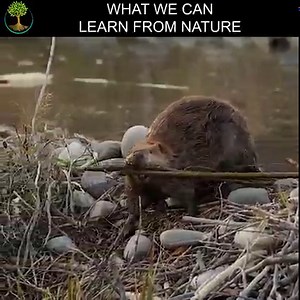 Nature has already been doing some of the same thing we need to do, except its been doing it in a way that keeps with the natural balance of life. What might we learn from nature? | Sustainable Human