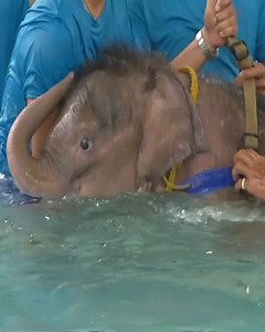 Baby Elephant Hops in Swimming Pool for Rehab