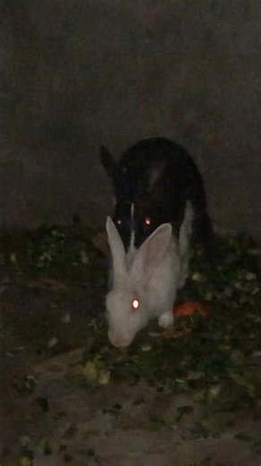 Rabbit matting 🤩🫣🫣 | Rabbit sex | Rabbit breeding | successfully off #rabbit