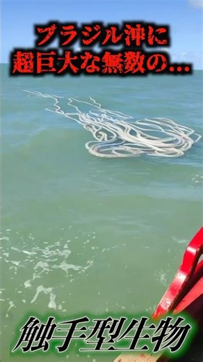 Over 50m-long tentacled creature spotted in overseas waters... #cryptid #unknowncreature #unident...