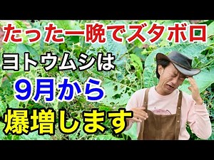 【お急ぎ下さい】一度出ると止まらないヨトウムシの賢い防ぎ方教えます 【カーメン君】【園芸】【ガーデニング】【初心者】