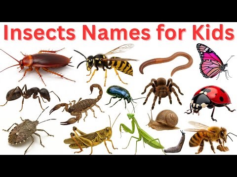 "20 Cool Insects & Bugs Kids Will Love | Fun Facts & Learning | Insects Names For Kids"