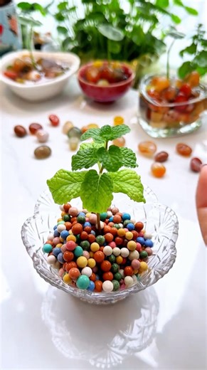 It will grow very nice, plants in plate drop colorful beautiful #shorts #plants #gardening #diy