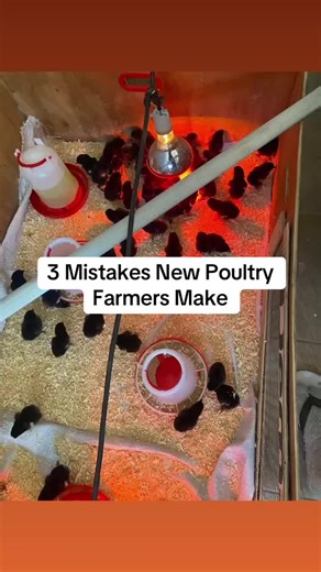 Most beginners lose money not because poultry is bad… but because they start the wrong way. -Wrong brooder temperature. -poor quality chicks. - bad feeding program. Avoid these mistakes your farm will grow faster and more profitable