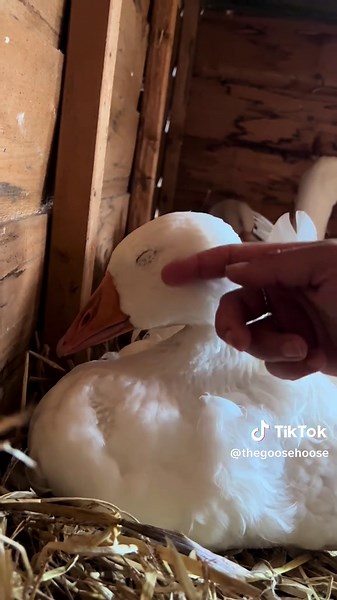 Cute Baby Geese: Adorable Moments with Gus