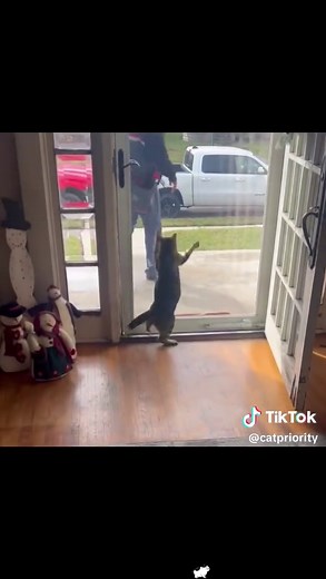 Funny Cats Compilation: Cute Cat Videos and Fails