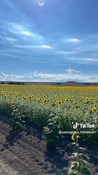 🌻柳川ひまわり園、間もなく開園します🌻 本日（9/2）撮影したひまわり園の様子をお届けします📸 有明海に面した広大な敷地に咲くひまわりたちは、すでに「ほぼ満開」の見頃を迎えております！ 明日（9/3）夕方の開園式を経て、いよいよ明後日【9月4日(金)】より正式に開園いたします。 青空の下で元気いっぱいに咲き誇るひまわりの絶景を、ぜひ会場でご堪能ください✨ 皆様のお越しを心よりお待ちしております。 #柳川ひまわり園 #柳川市 #よかばんも柳川 #50万本のひまわり #柳川観光